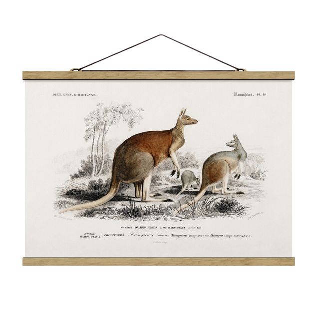 Billeder retro Vintage Board Kangaroo