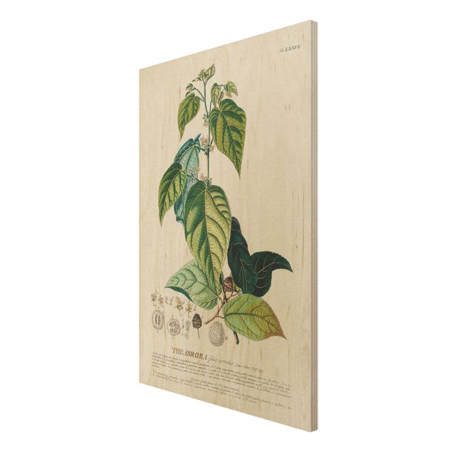 Prints på træ vintage Vintage Botanical Illustration Cocoa