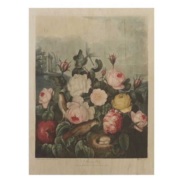Prints på træ blomster Botany Vintage Illustration Of Roses