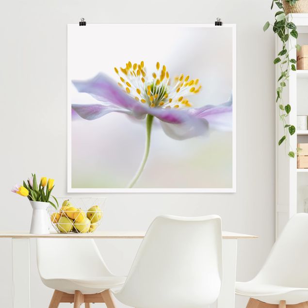 Plakater blomster Windflower In White