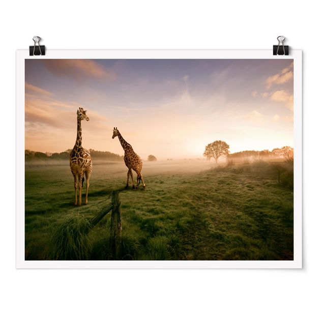 Billeder landskaber Surreal Giraffes