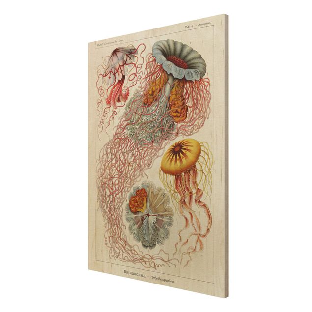 Billeder Vintage Board Jellyfish