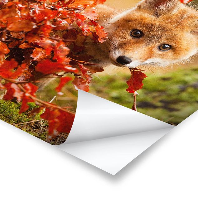 Billeder blomster Fox In Autumn