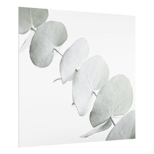 Stænkplader glas Eucalyptus Branch In White Light