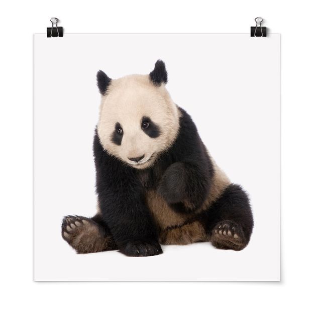 Plakater dyr Panda Paws