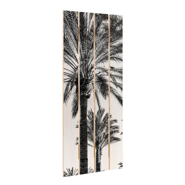 Billeder Palm Trees At Sunset Black And White