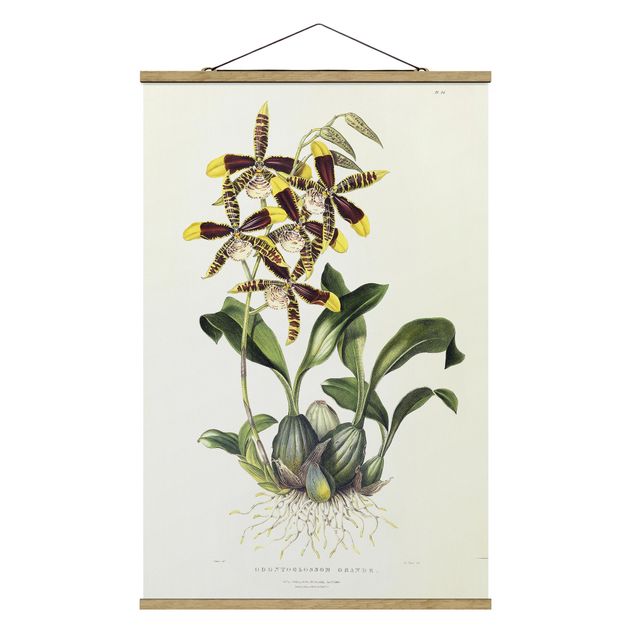 Billeder blomster Maxim Gauci - Orchid II