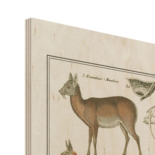 Prints på træ Vintage Board Giraffe, Camel And IIama