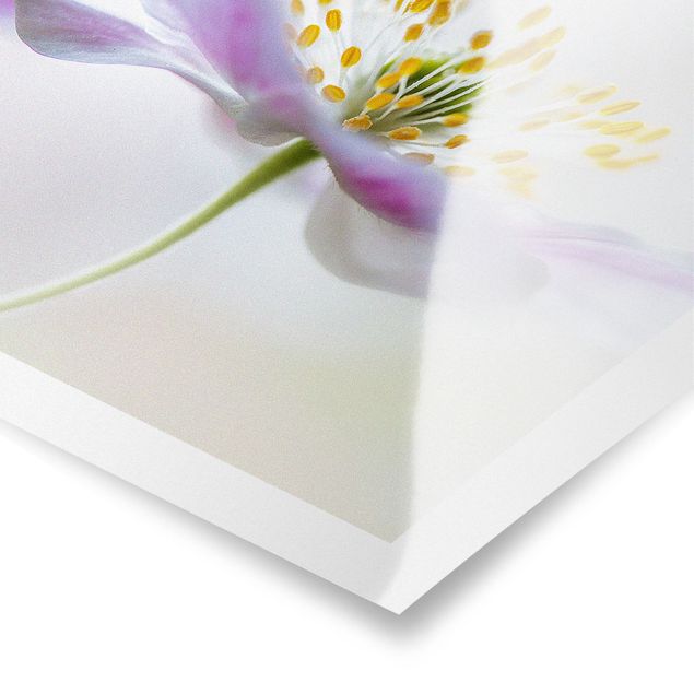 Billeder Windflower In White