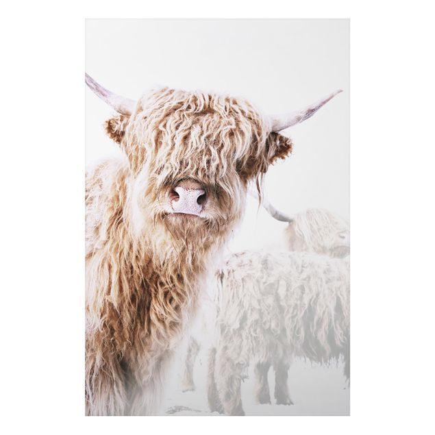Billeder moderne Highland Cattle Karlo