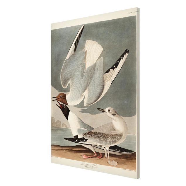 Billeder strande Vintage Board Bonaparte Gull
