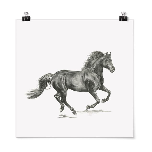 Plakater sort og hvid Wild Horse Trial - Stallion