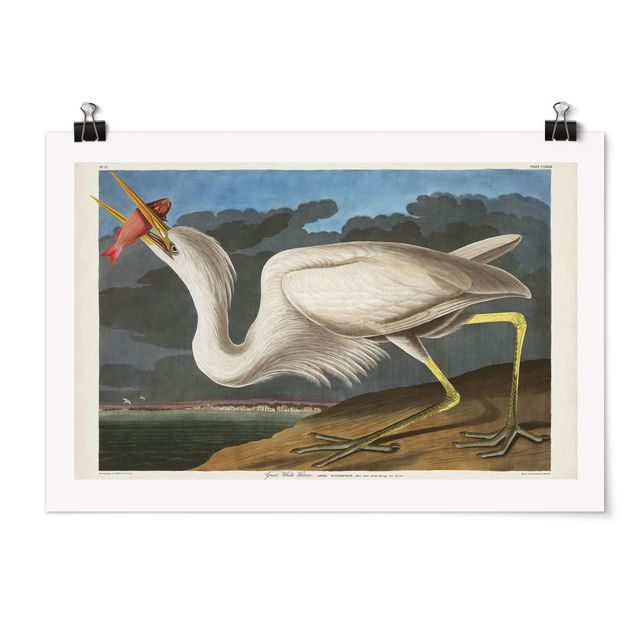 Plakater dyr Vintage Board Great White Egret