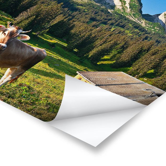 Plakater landskaber Swiss Alpine Meadow With Cow