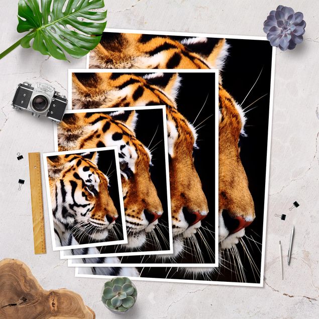 Plakater Tiger Beauty