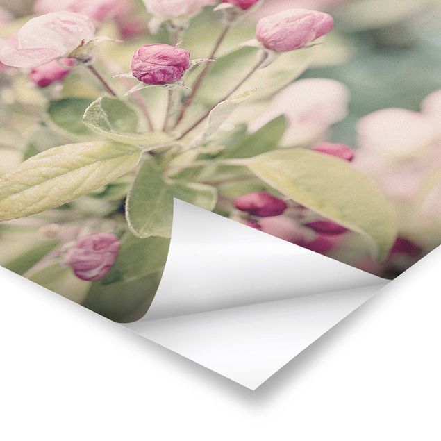Billeder Apple Blossom Bokeh Light Pink