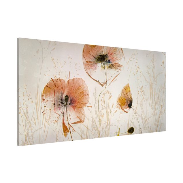 Billeder valmuer Dried Poppy Flowers With Delicate Grasses