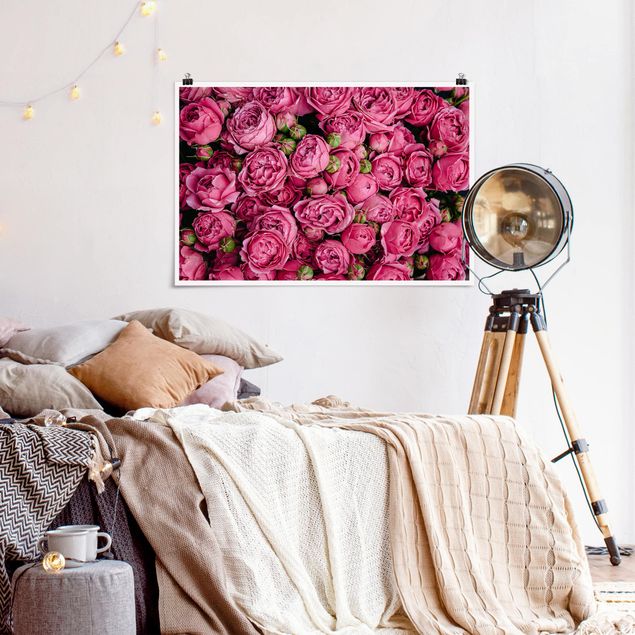 Plakater blomster Pink Peonies