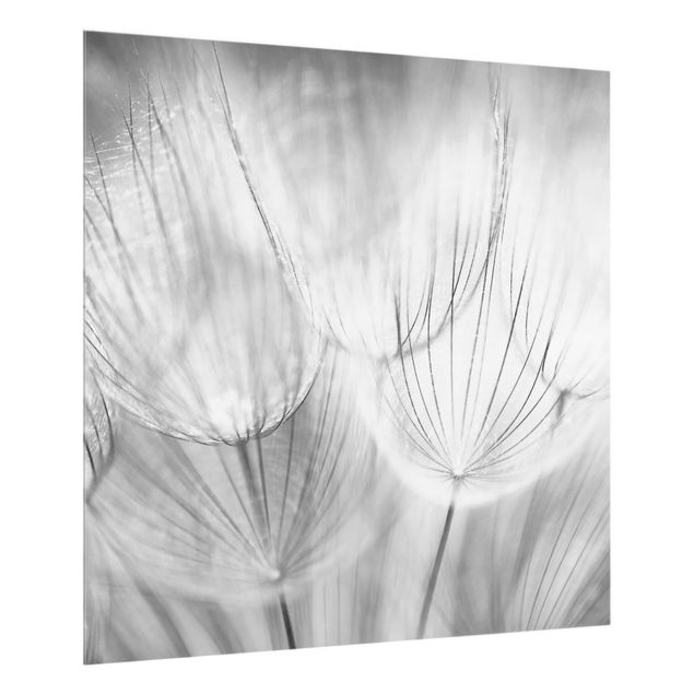Stænkplader glas Dandelions Macro Shot In Black And White