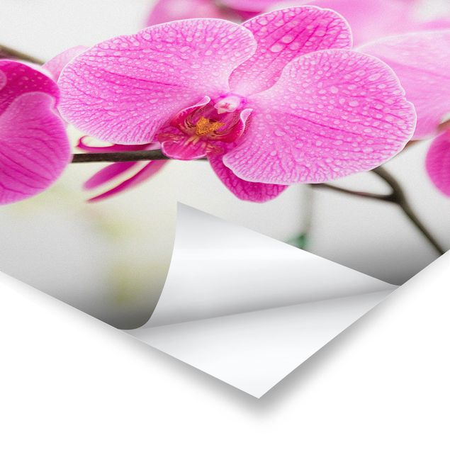 Billeder Close-Up Orchid