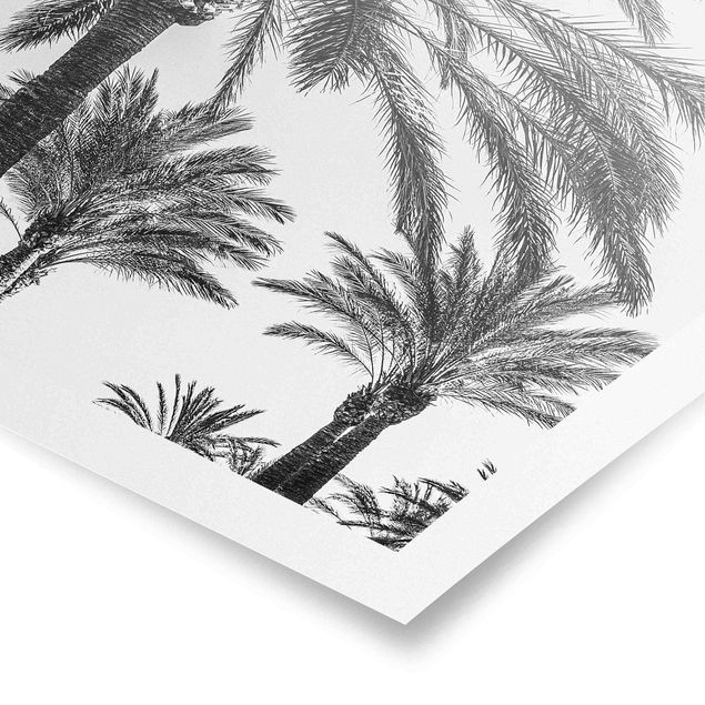 Billeder blomster Palm Trees At Sunset Black And White