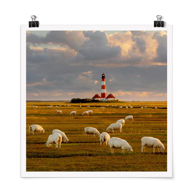 Billeder strande North Sea Lighthouse With Flock Of Sheep