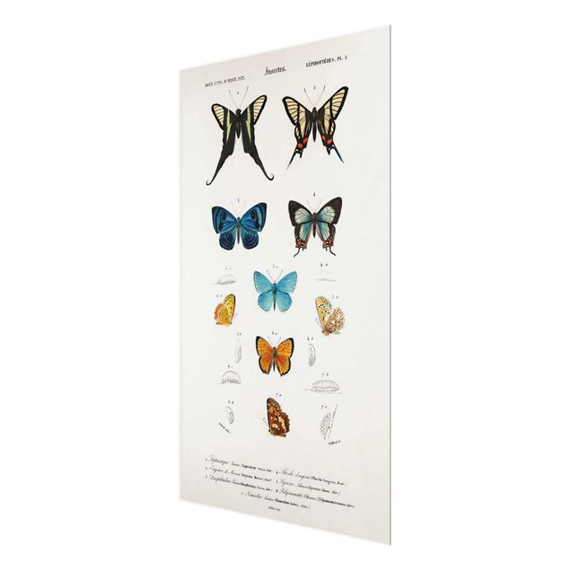 Billeder blå Vintage Board Butterflies I