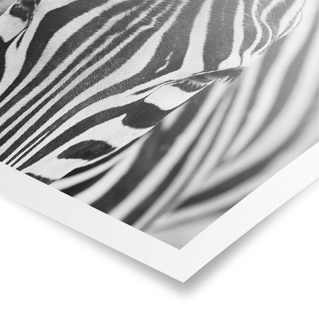 Billeder mønstre Zebra Look