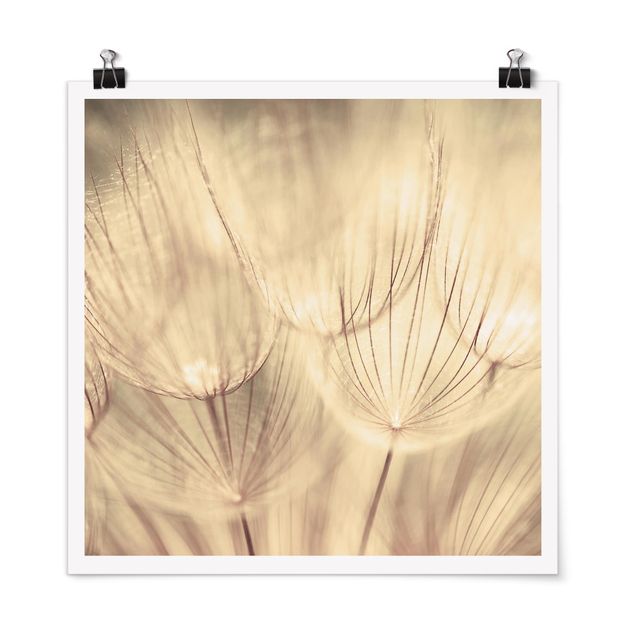 Plakater sort og hvid Dandelions Close-Up In Cozy Sepia Tones