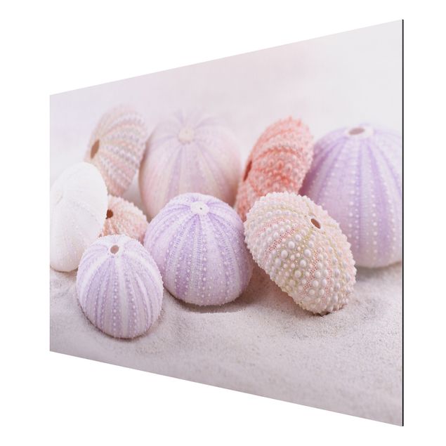 Billeder moderne Sea Urchin In Pastel