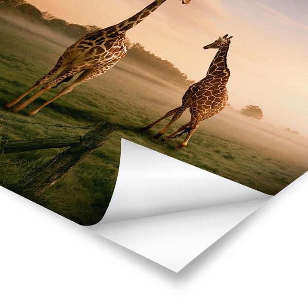 Plakater dyr Surreal Giraffes