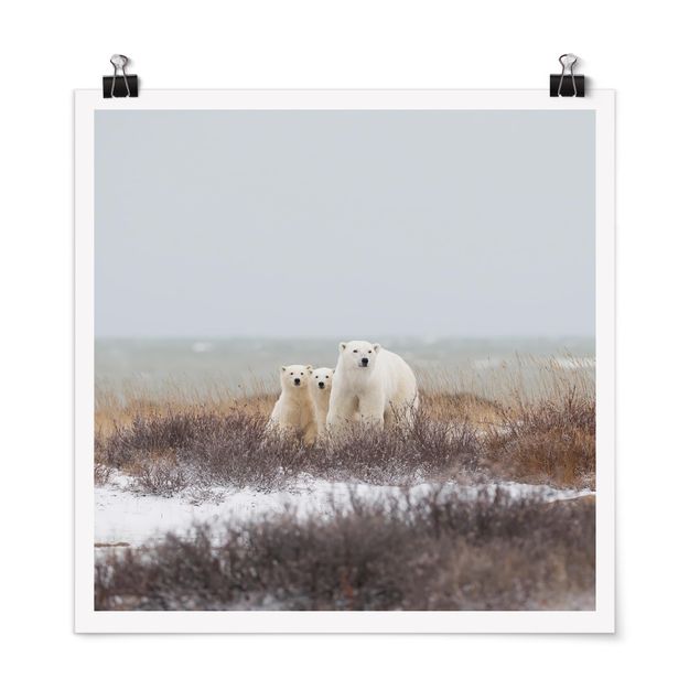 Plakater dyr Polar Bear And Her Cubs