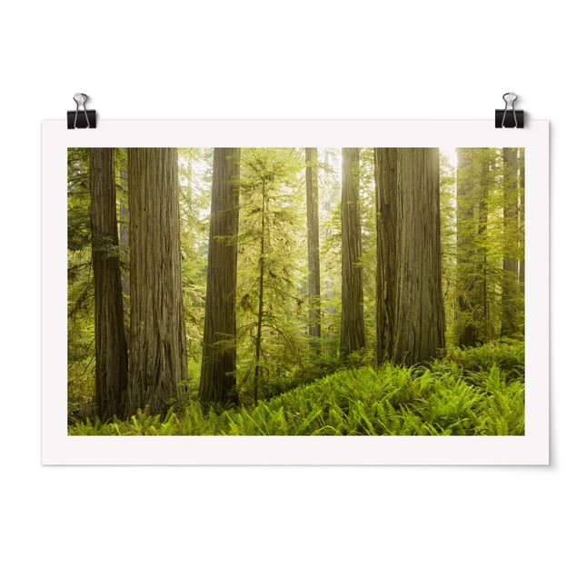 Plakater landskaber Redwood State Park Forest View