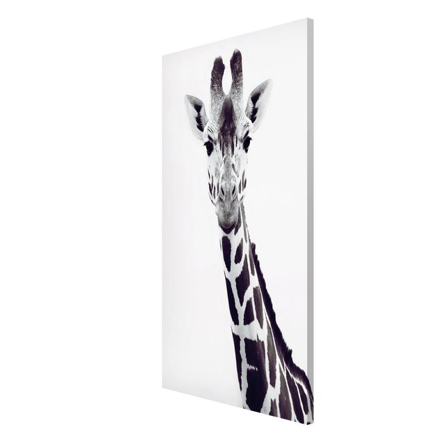 Magnettavler dyr Giraffe Portrait In Black And White