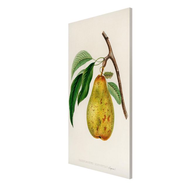 Magnettavler blomster Botany Vintage Illustration Yellow Pear