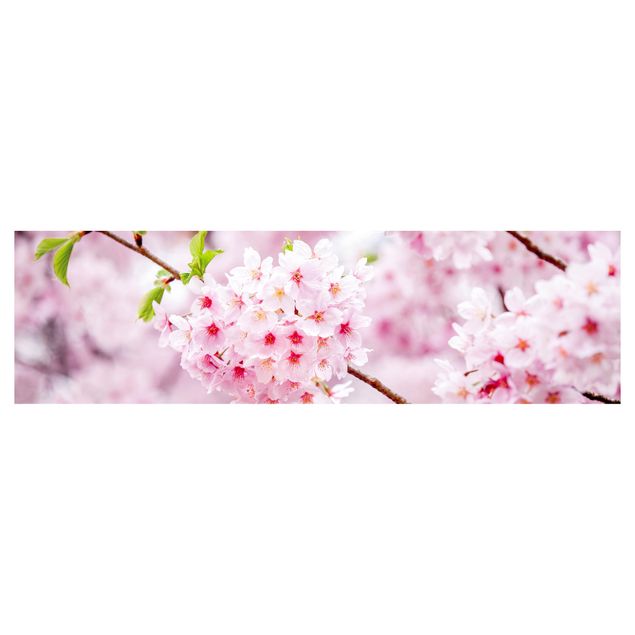 Køkken stænkplade Japanese Cherry Blossoms
