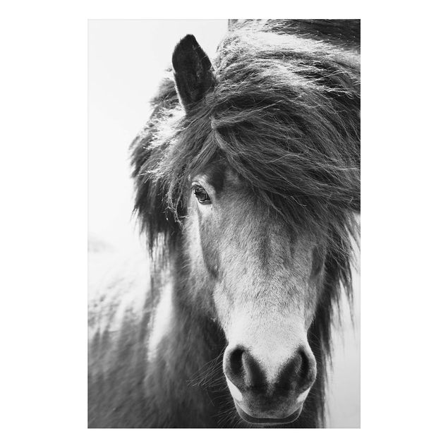 Billeder heste Icelandic Horse In Black And White