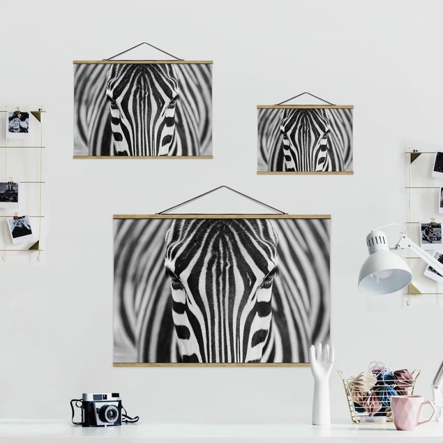 Billeder sort og hvid Zebra Look