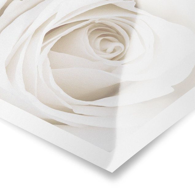 Billeder Pretty White Rose