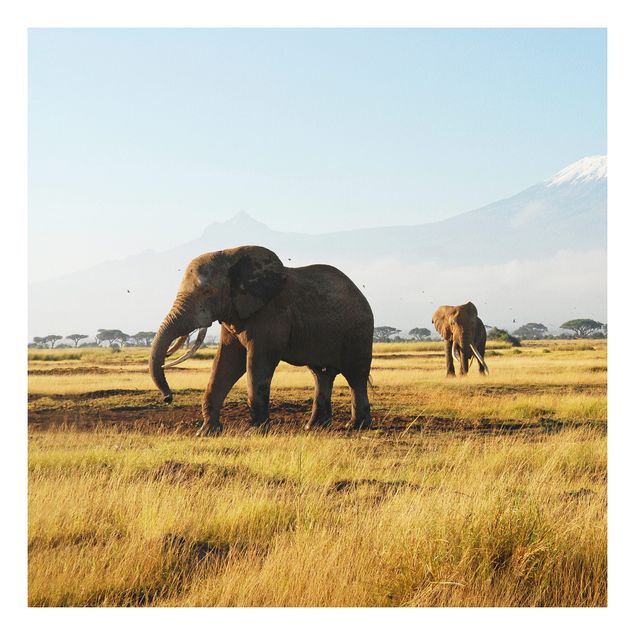 Billeder elefanter Elephants In Front Of The Kilimanjaro In Kenya