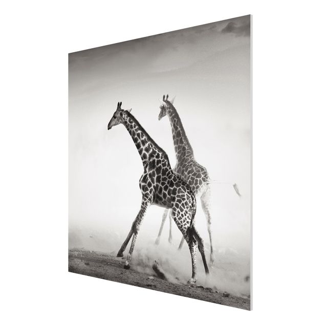 Billeder moderne Giraffe Hunt