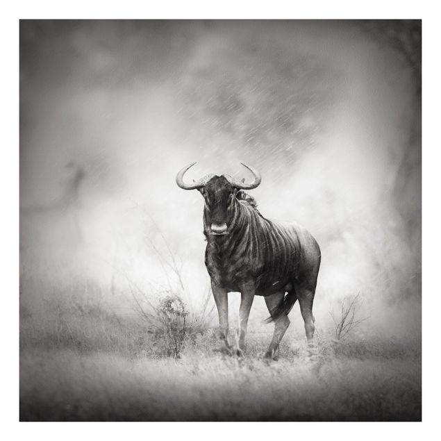 Billeder Afrika Staring Wildebeest