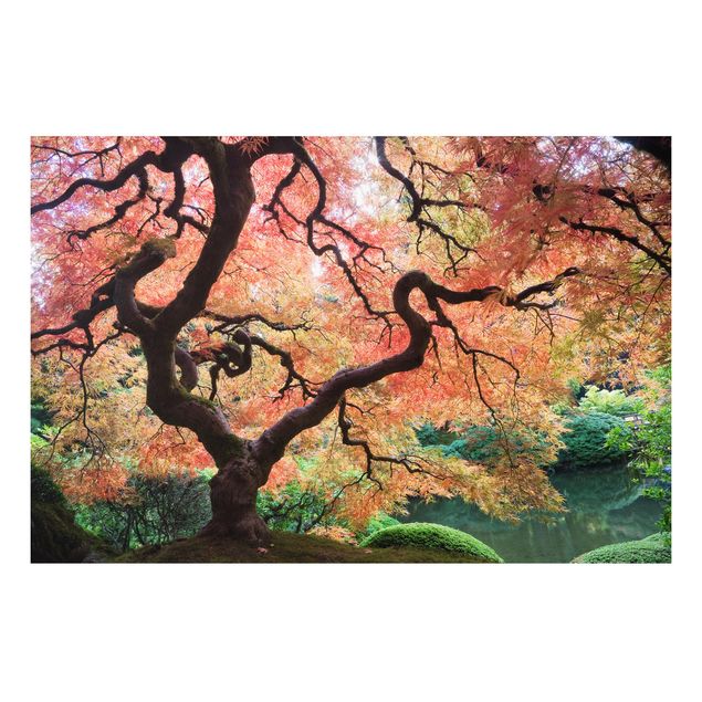 Billeder træer Japanese Garden