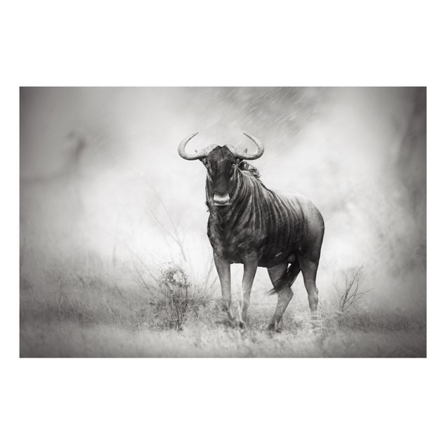 Billeder Afrika Staring Wildebeest