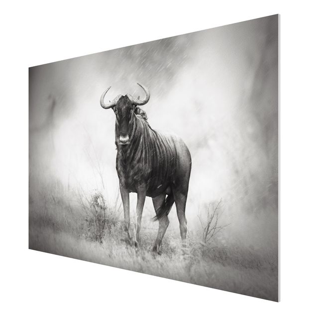 Billeder moderne Staring Wildebeest