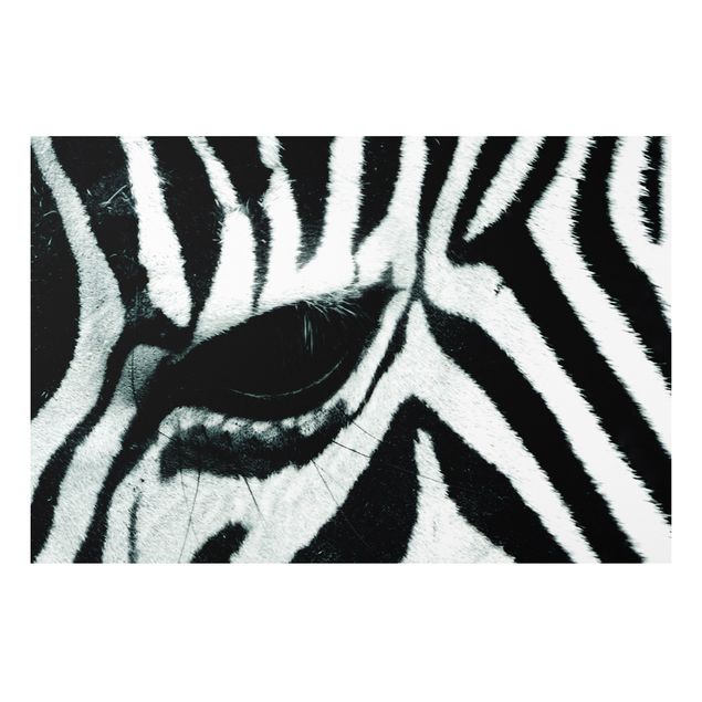 Billeder zebraer Zebra Crossing