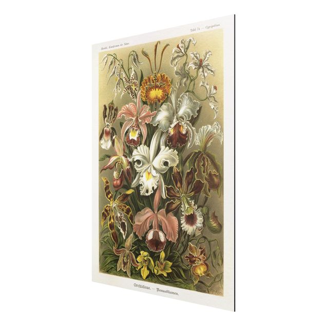 Billeder blomster Vintage Board Orchid