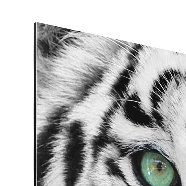 Billeder sort og hvid White Tiger