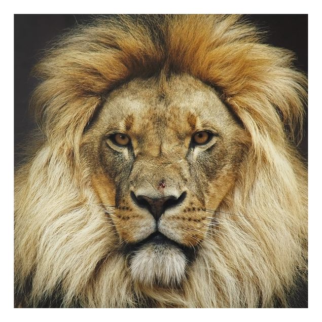 Billeder lions Wisdom Of Lion