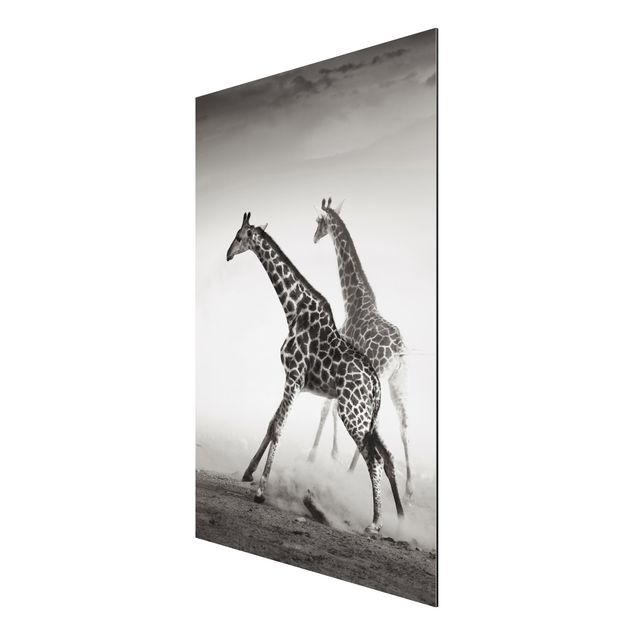 Billeder moderne Giraffe Hunt